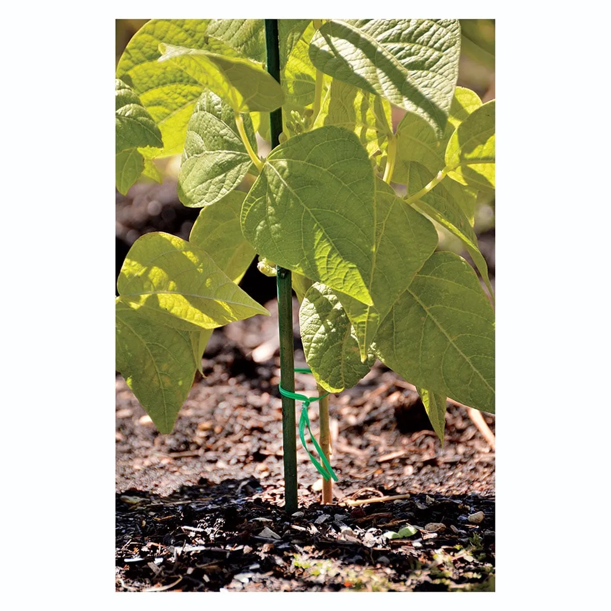 Green Dyed Bamboo Stakes